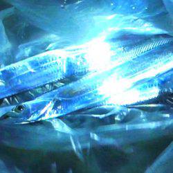 石津浜 ダイソージグで絶好調